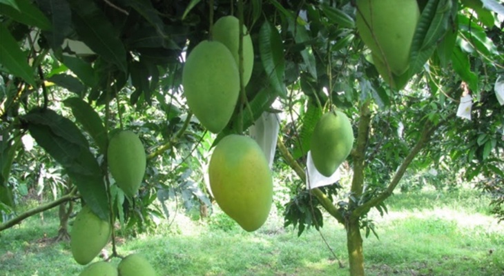 Cưa trộm cây ăn trái trong vườn thì bị xử lý như thế nào?