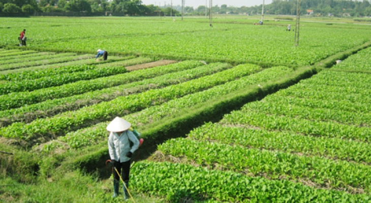 Biết sẽ thu hồi đất mới trồng cây, xây tạm có được bồi thường không?